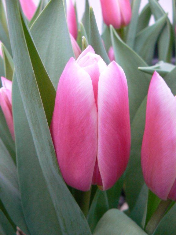 Kadima - Haakman Flowerbulbs B.V.
