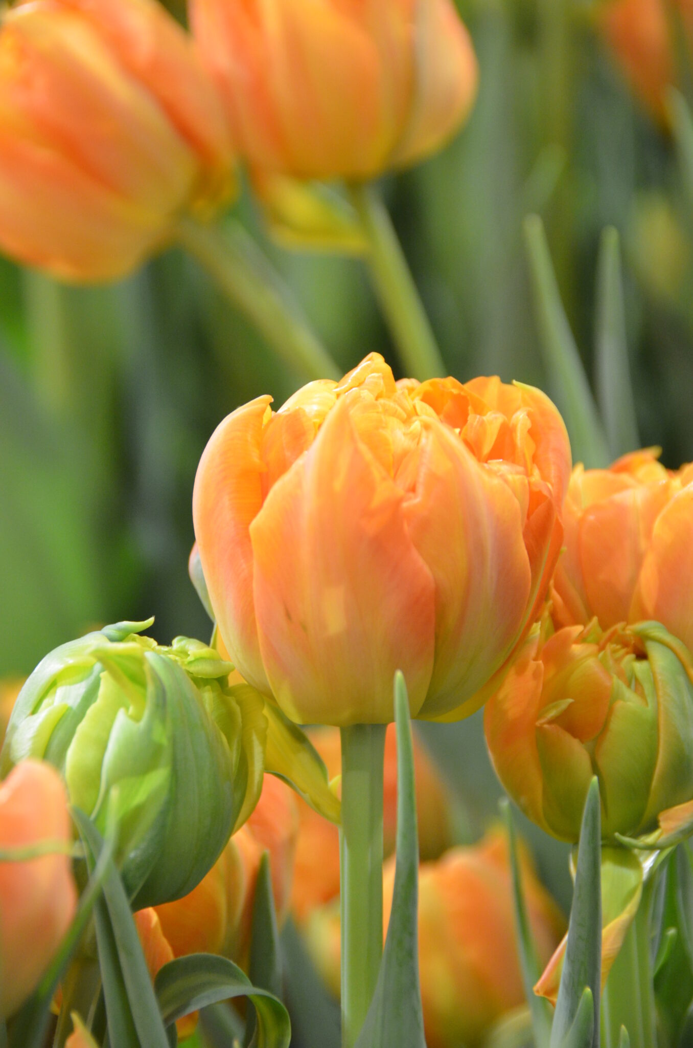 Orca Haakman Flowerbulbs B.V.