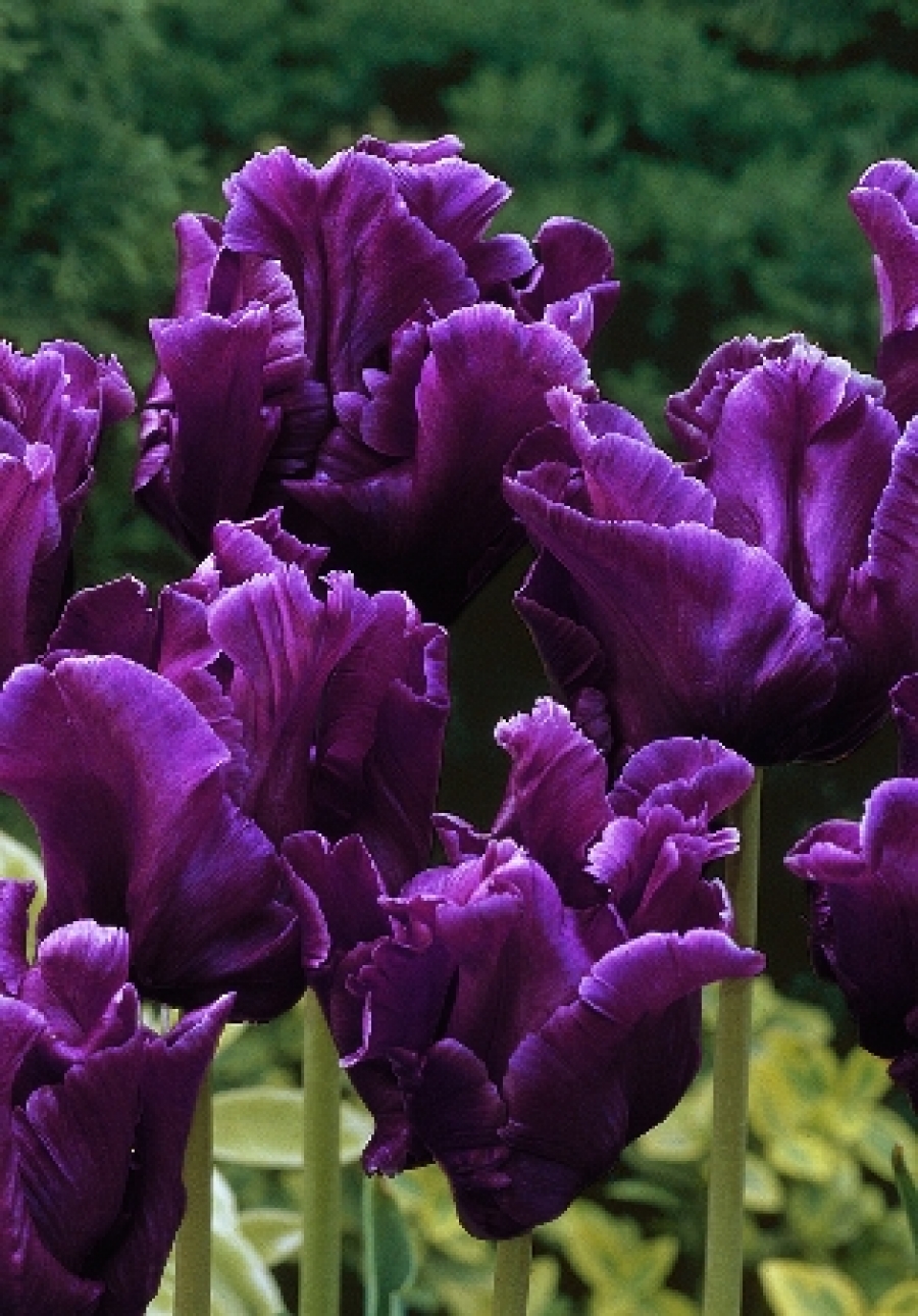 Victoria's secret Haakman Flowerbulbs B.V.