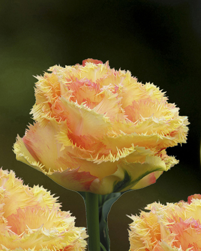 Vaya con Dioas - Haakman Flowerbulbs B.V.