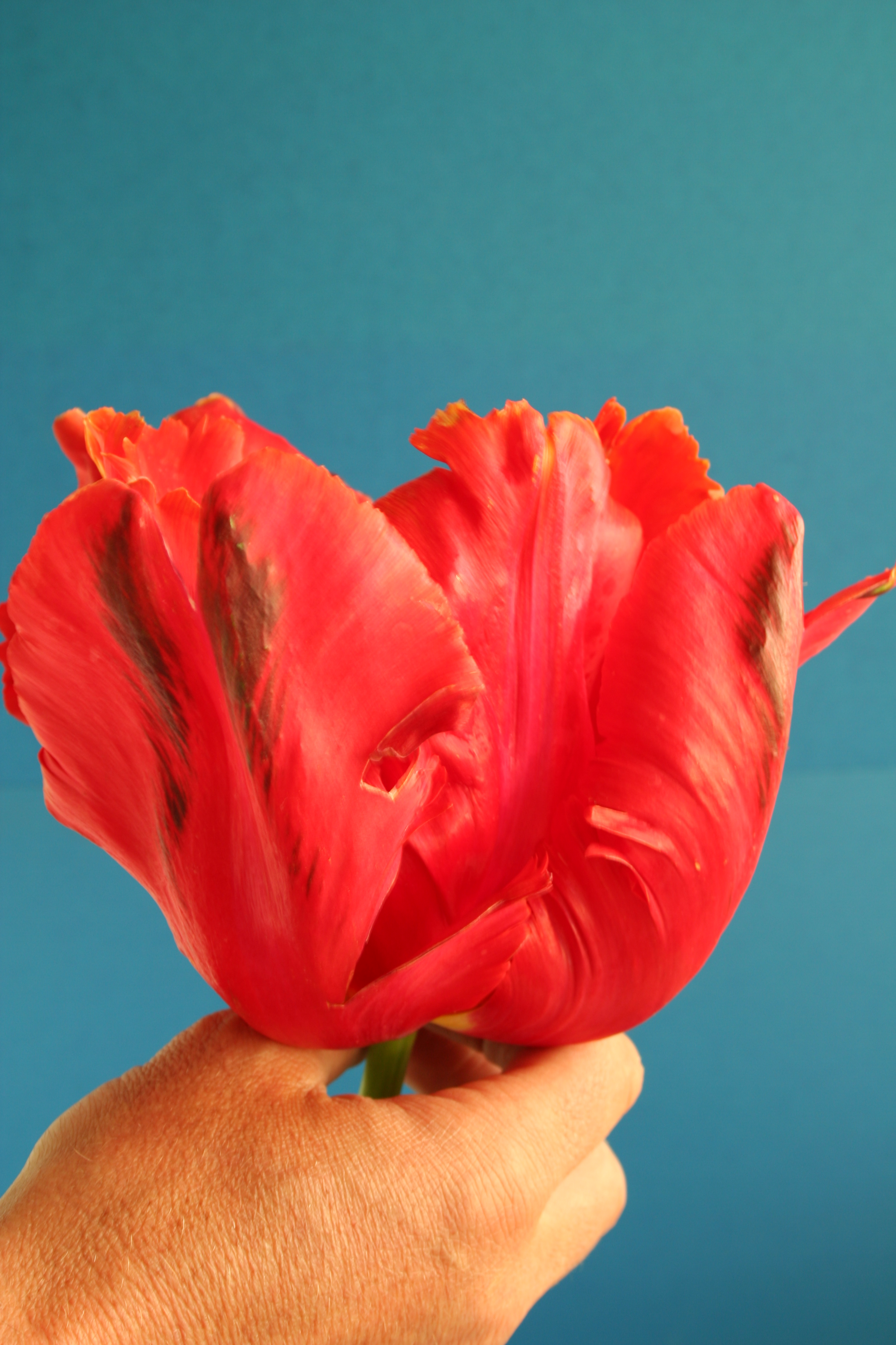 Avignon Parrot - Haakman Flowerbulbs B.V.