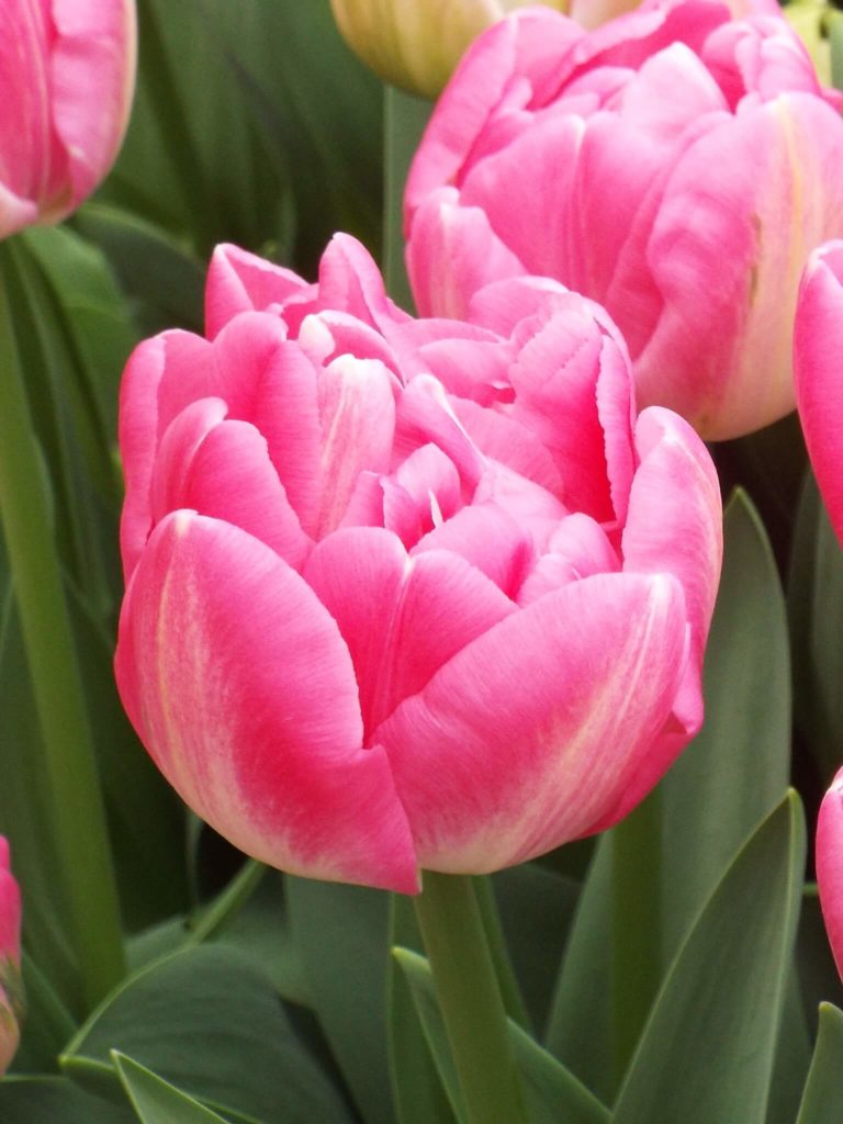 Candy Time Haakman Flowerbulbs B V candy-time-haakman-flowerbulbs-b-v