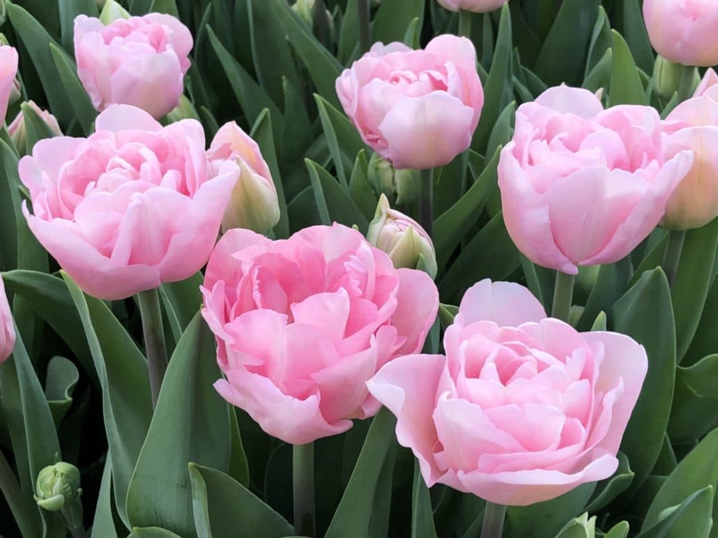 Haakman Flowerbulbs is testing new tulip varieties in Japan